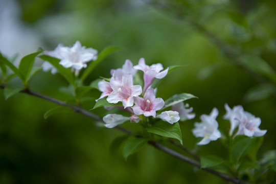 錦帶花