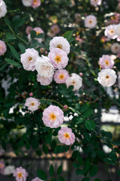 薔薇
