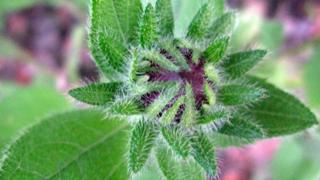 黑心金光菊