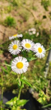 一年蓬花朵