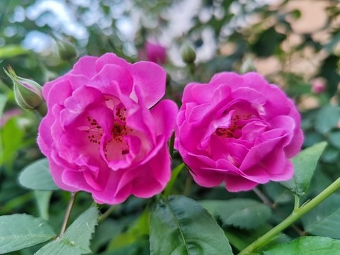 月季花