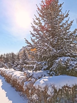 春天的雪掛