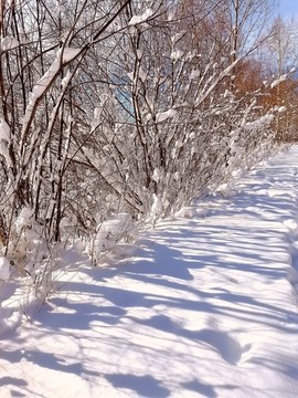 春天的雪掛