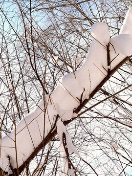春天的雪掛