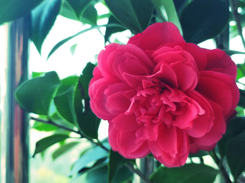 紅色山茶花