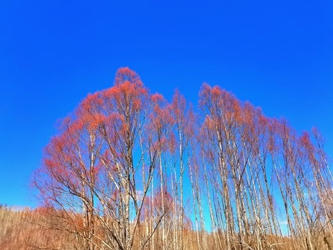 大山里的春天