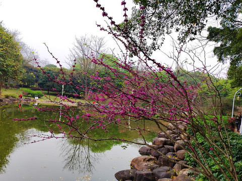 紫荊
