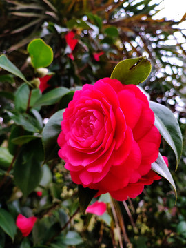 紅茶花