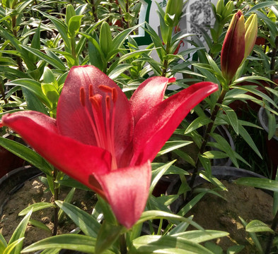 紅色百合花
