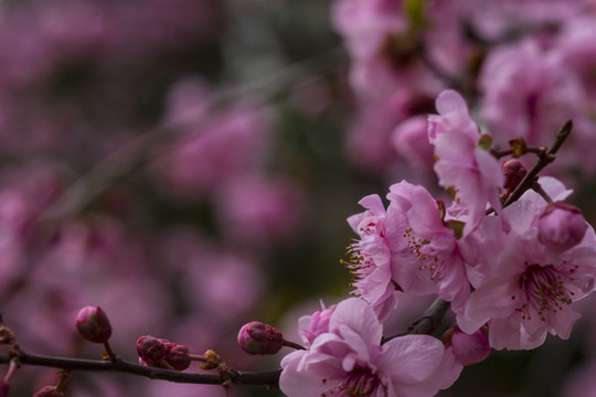 梅花