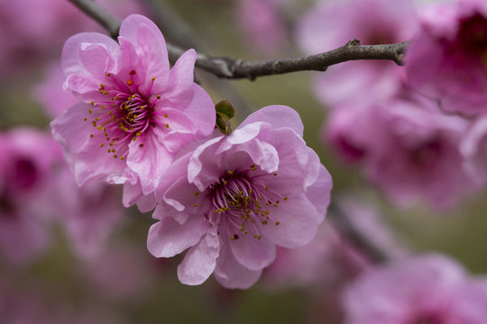 梅花