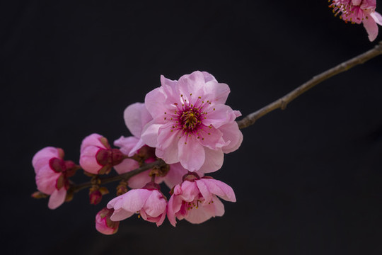 梅花