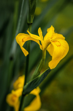 黃菖蒲花