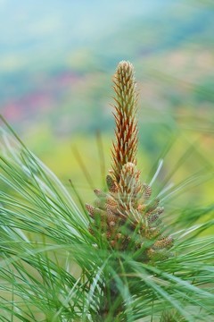 松樹花