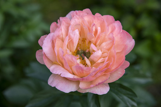 紅芍藥
