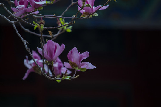 玉蘭