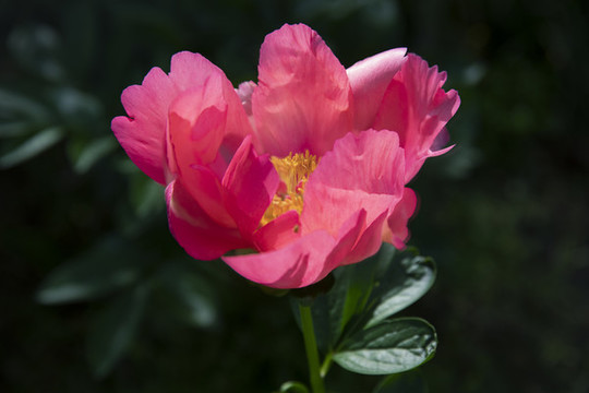 紅芍藥