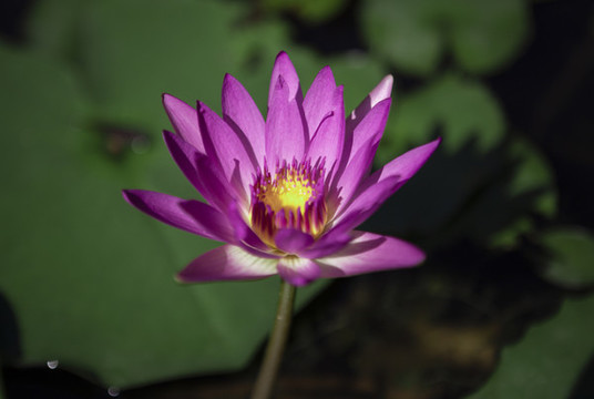 荷塘睡蓮