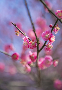 綻放的梅花