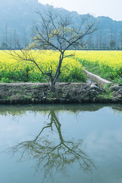 田里的油菜花