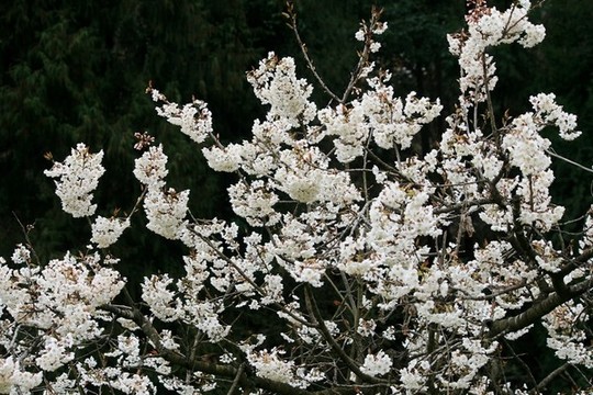 櫻桃開花