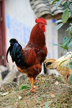 農(nóng)家土雞