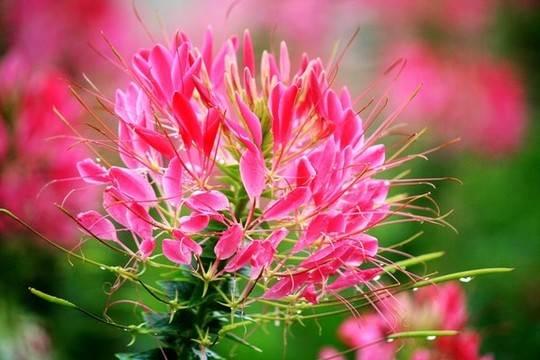 醉蝶花