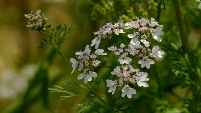 芫荽菜花