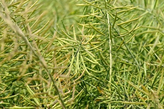 油菜籽