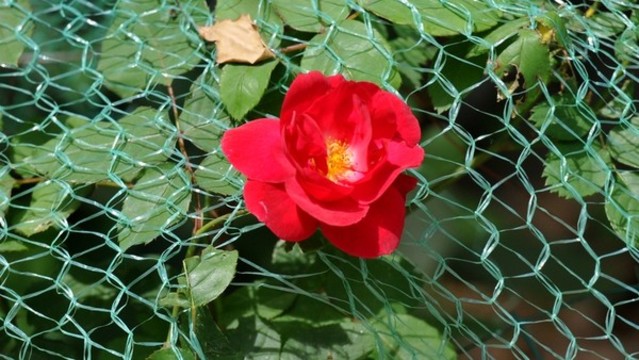月季花