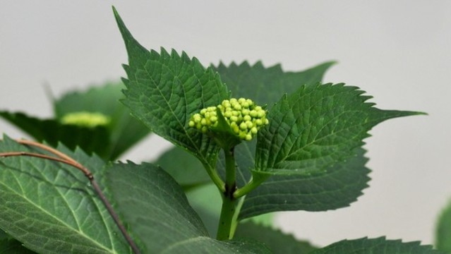 繡球花