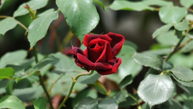 月季花