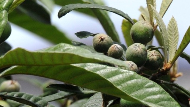 枇杷果