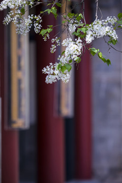 丁香