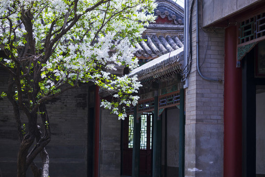 丁香