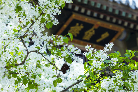 丁香