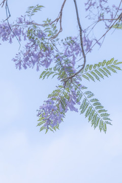 街道上的藍花楹