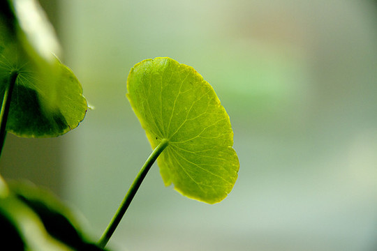 銅錢草