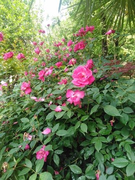月季花