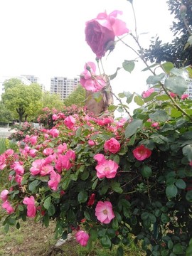 月季花
