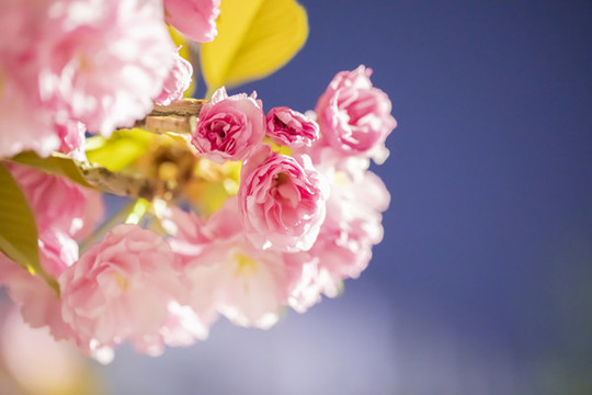 雙櫻櫻花