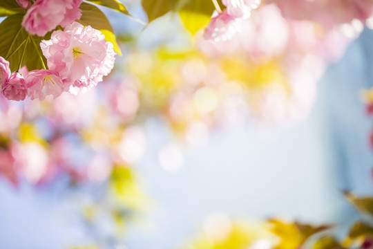 雙櫻櫻花