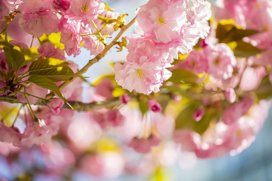 雙櫻櫻花