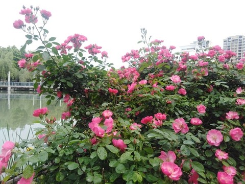 月季花