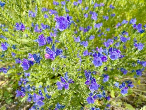 藍薊