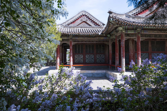 丁香
