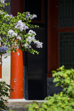 丁香