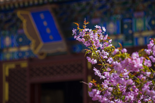 櫻花