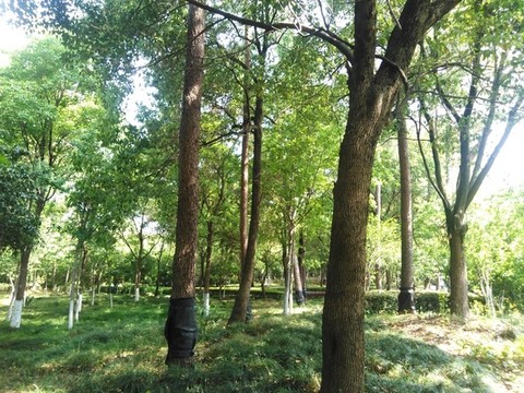 樹林