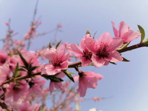 一枝桃花